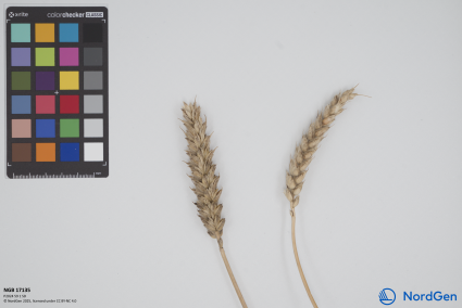 Click for 1 image(s) for this accession. SPIKE