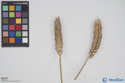 Click for 1 image(s) for this accession. SPIKE