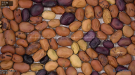 seed