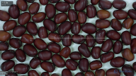 Click for 5 image(s) for this accession. seed