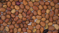 seed