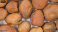 column seed