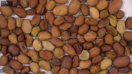 seed
