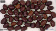 Click for 4 image(s) for this accession. seed