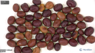 Click for 3 image(s) for this accession. seed