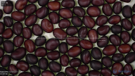 Click for 5 image(s) for this accession. seed