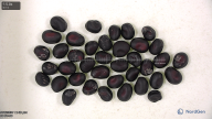 Click for 2 image(s) for this accession. seed
