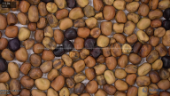 seed