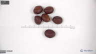 Click for 5 image(s) for this accession. seed