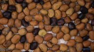 seed