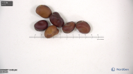 Click for 5 image(s) for this accession. seed