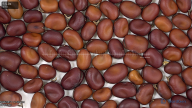 Click for 2 image(s) for this accession. seed