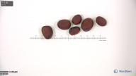 Click for 6 image(s) for this accession. seed