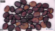 Click for 2 image(s) for this accession. seed