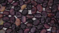 Click for 2 image(s) for this accession. seed