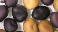 column seed