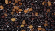 seed