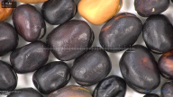 column seed
