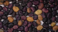 Click for 3 image(s) for this accession. seed