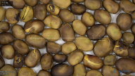 Click for 4 image(s) for this accession. seed