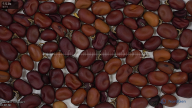 Click for 4 image(s) for this accession. seed
