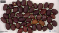 Click for 5 image(s) for this accession. seed