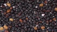 seed