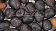 column seed