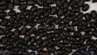 Click for 4 image(s) for this accession. seed