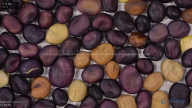 Click for 2 image(s) for this accession. seed