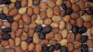 seed