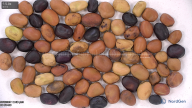 column seed