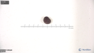 Click for 3 image(s) for this accession. seed