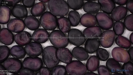 Click for 2 image(s) for this accession. seed