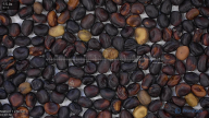 seed