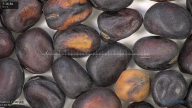 column seed