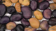 column seed