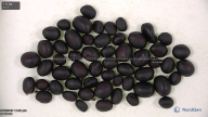 Click for 2 image(s) for this accession. seed