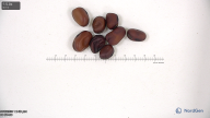 Click for 6 image(s) for this accession. seed