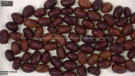 Click for 11 image(s) for this accession. seed