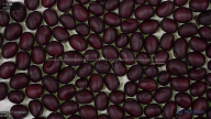 Click for 5 image(s) for this accession. seed