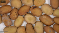 Click for 3 image(s) for this accession. seed