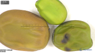column seed