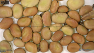 seed