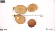 column seed