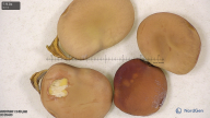 column seed