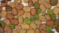 column seed