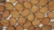column seed