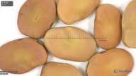 column seed