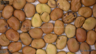 seed